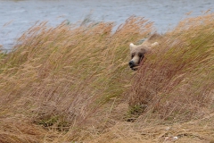 alicephoto_alaska_katmai_nationaal_park_beer_3785