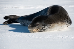 alicephoto_antarctica_7240
