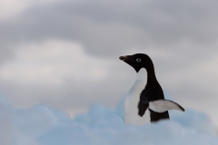 alicephoto_antarctica_adeliepinguin_3170