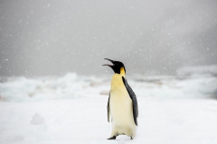 alicephoto_antarctica_keizerspinguin_4180