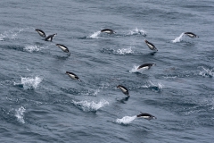 alicephoto_antarctica_kinbandpinguin_0979