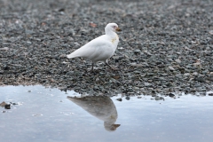 alicephoto_antarctica_zuidpool_kip_0325
