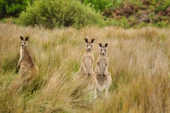 alicephoto_australie_kangaroos_3347