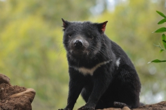 alicephoto_australie_tasmaanse_duivel_4960