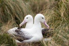 alicephoto_campbell_island_albatros_1475