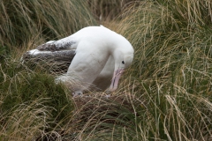 alicephoto_campbell_island_albatros_met_jong-_1485