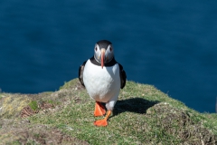 alicephoto_papegaaienduiker_2625