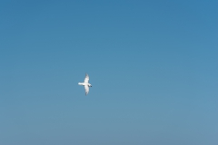 alicephoto_sneeuwstormvogel_2619