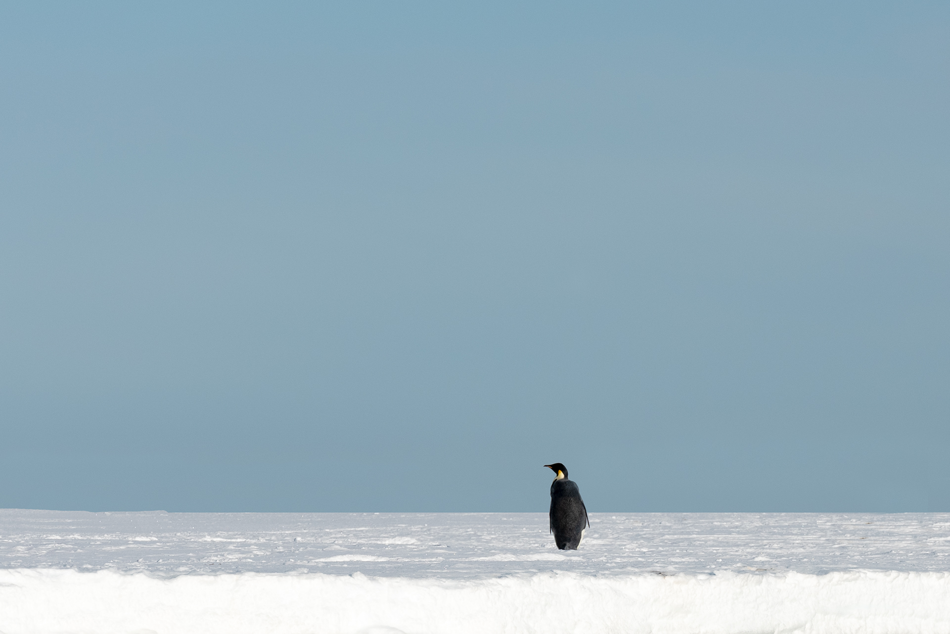 Foto Antarctica - Alice Boerrigter